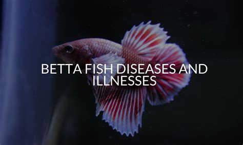 sick betta fish|17 Betta Fish Diseases With Pictures (And How To .